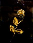 Zlatá růže - Velehrad